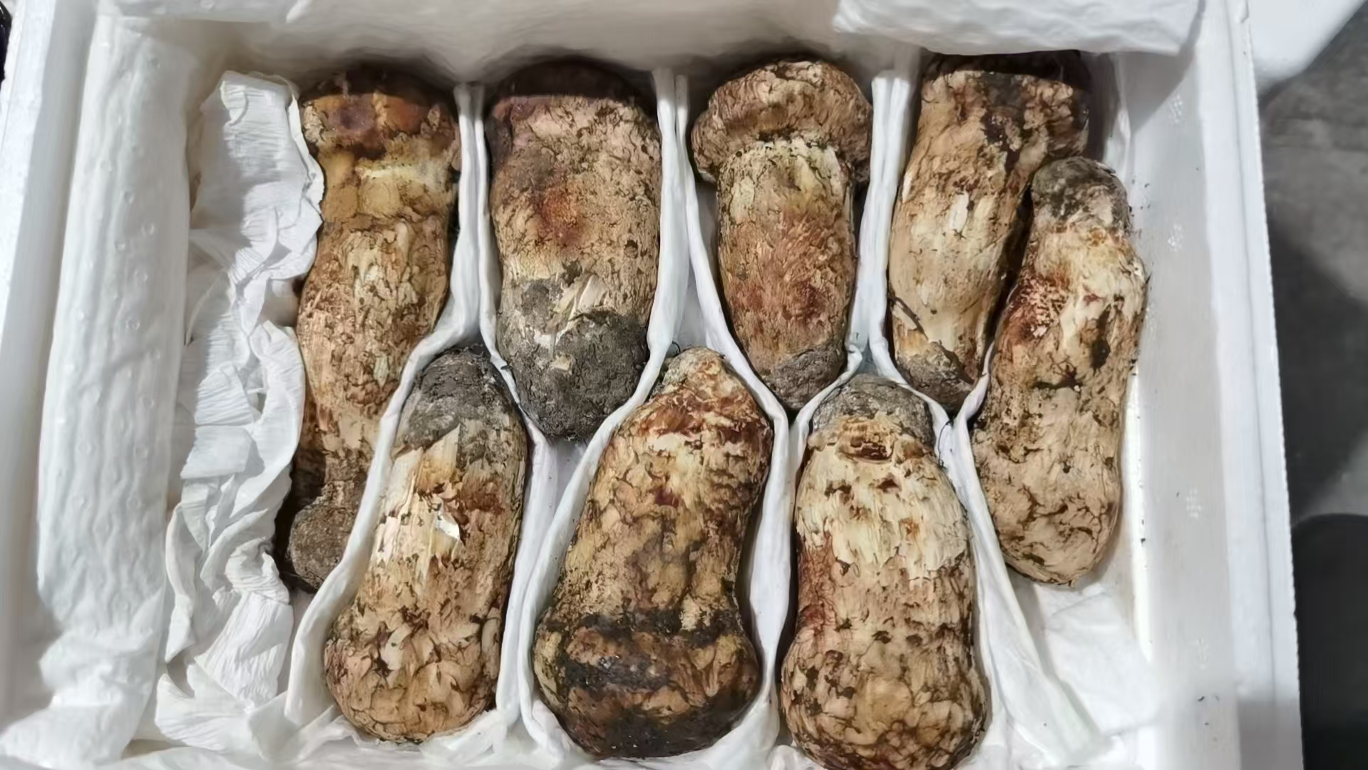 新鮮松茸整箱實拍