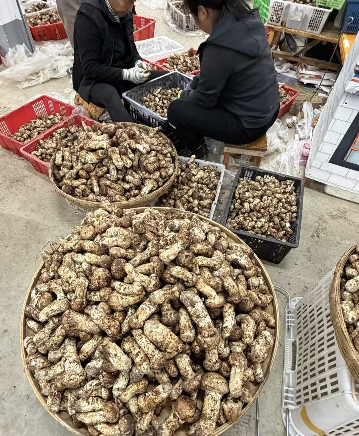 松茸人工分選作業的實拍